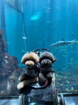 下田海中水族館に投稿された画像（2024/6/25）