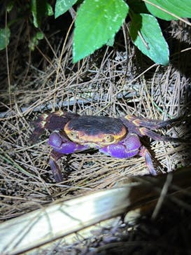 西表島 ADVENTURE PiPi（アドベンチャーピピ）に投稿された画像（2024/6/25）