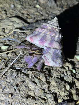 西表島 ADVENTURE PiPi（アドベンチャーピピ）に投稿された画像（2024/6/25）