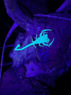 西表島 ADVENTURE PiPi（アドベンチャーピピ）に投稿された画像（2024/6/25）