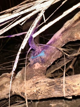 西表島 ADVENTURE PiPi（アドベンチャーピピ）に投稿された画像（2024/6/25）