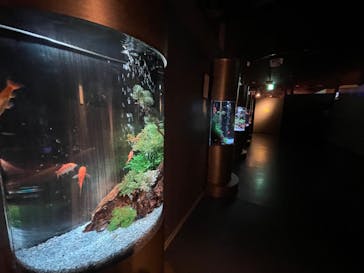 NARA KINGYO MUSEUMに投稿された画像（2024/6/25）