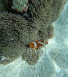 宮古島 ADVENTURE PiPi（ミヤコジマ アドベンチャー ピピ）に投稿された画像（2024/6/26）