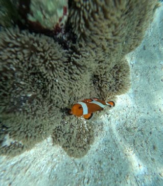 宮古島 ADVENTURE PiPi（ミヤコジマ アドベンチャー ピピ）に投稿された画像（2024/6/25）