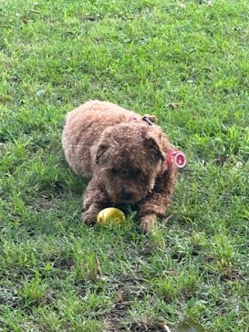 世界の名犬牧場に投稿された画像（2024/6/25）