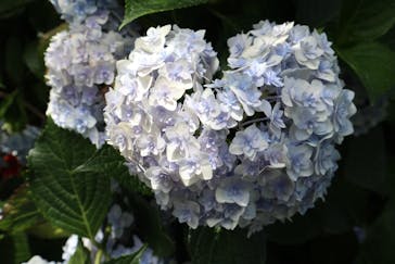 横浜イングリッシュガーデンに投稿された画像（2024/6/25）