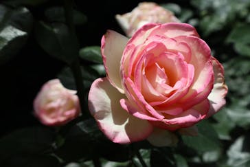 横浜イングリッシュガーデンに投稿された画像（2024/6/25）