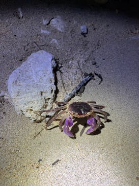 石垣島 ADVENTURE PiPi（イシガキジマアドベンチャーピピ）に投稿された画像（2024/6/25）