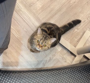 猫カフェモカ　アルシェ大宮店に投稿された画像（2024/6/26）