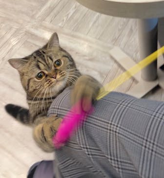 猫カフェモカ　アルシェ大宮店に投稿された画像（2024/6/26）