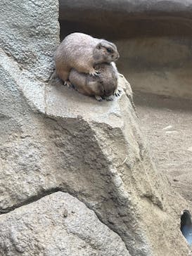 神戸どうぶつ王国に投稿された画像（2024/6/26）