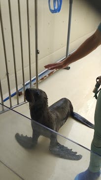 新江ノ島水族館に投稿された画像（2024/6/26）