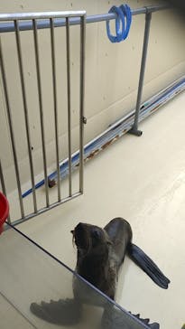 新江ノ島水族館に投稿された画像（2024/6/26）