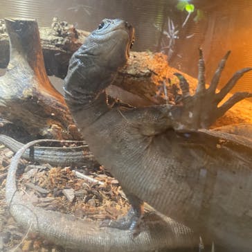 体感型動物園iZooに投稿された画像（2024/6/18）