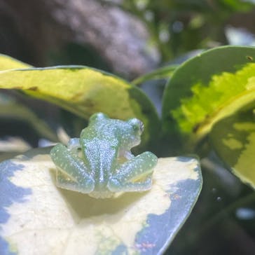 体感型動物園iZooに投稿された画像（2024/6/18）