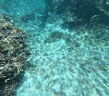 宮古島 ADVENTURE PiPi（ミヤコジマ アドベンチャー ピピ）に投稿された画像（2024/6/26）