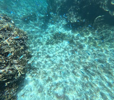 宮古島 ADVENTURE PiPi（ミヤコジマ アドベンチャー ピピ）に投稿された画像（2024/6/26）