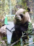 恩賜上野動物園に投稿された画像（2024/6/26）