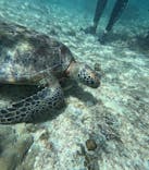 宮古島 ADVENTURE PiPi（ミヤコジマ アドベンチャー ピピ）に投稿された画像（2024/6/26）