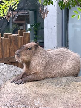 世界淡水魚園水族館　アクア・トトぎふに投稿された画像（2024/6/26）