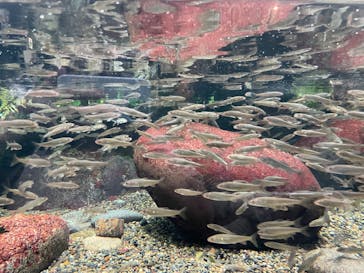 世界淡水魚園水族館　アクア・トトぎふに投稿された画像（2024/6/26）