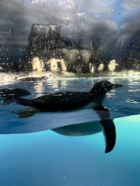 名古屋港水族館に投稿された画像（2024/6/26）