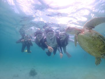 タビワク　宮古島に投稿された画像（2024/6/26）