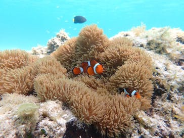 タビワク　宮古島に投稿された画像（2024/6/26）