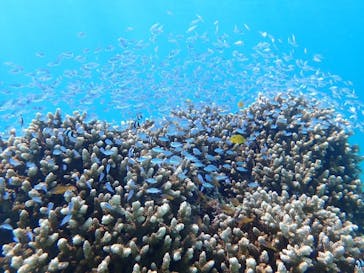 タビワク　宮古島に投稿された画像（2024/6/26）