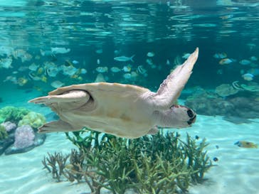 鴨川シーワールドに投稿された画像（2024/6/26）