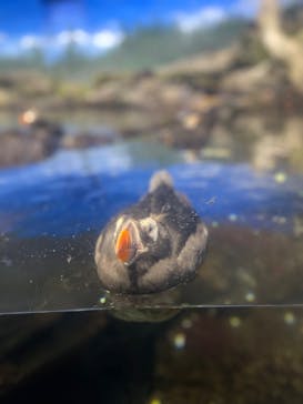 鴨川シーワールドに投稿された画像（2024/6/26）