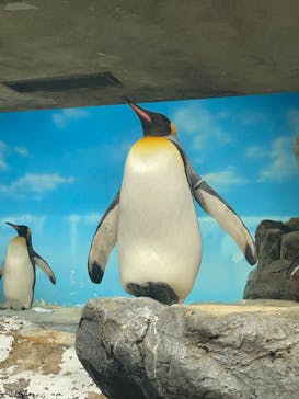 鴨川シーワールドに投稿された画像（2024/6/26）