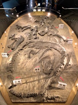 福井県立恐竜博物館に投稿された画像（2024/6/26）