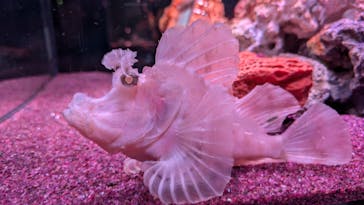 マクセル アクアパーク品川に投稿された画像（2024/6/27）