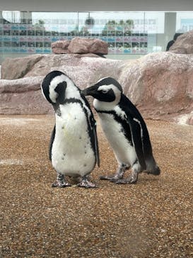 京都水族館に投稿された画像（2024/6/27）