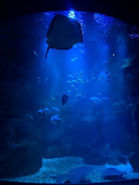 京都水族館に投稿された画像（2024/6/27）