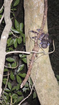 西表島 ADVENTURE PiPi（アドベンチャーピピ）に投稿された画像（2024/6/27）