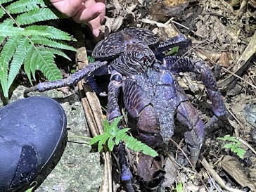 西表島 ADVENTURE PiPi（アドベンチャーピピ）に投稿された画像（2024/6/27）