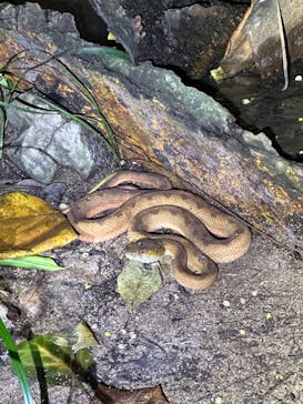 西表島 ADVENTURE PiPi（アドベンチャーピピ）に投稿された画像（2024/6/27）