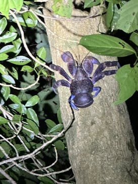 西表島 ADVENTURE PiPi（アドベンチャーピピ）に投稿された画像（2024/6/27）