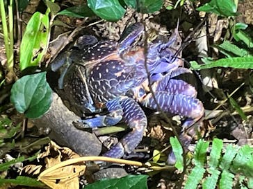 西表島 ADVENTURE PiPi（アドベンチャーピピ）に投稿された画像（2024/6/27）