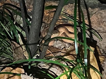 西表島 ADVENTURE PiPi（アドベンチャーピピ）に投稿された画像（2024/6/27）