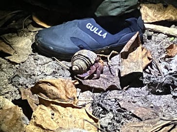 西表島 ADVENTURE PiPi（アドベンチャーピピ）に投稿された画像（2024/6/27）