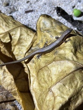 西表島 ADVENTURE PiPi（アドベンチャーピピ）に投稿された画像（2024/6/27）