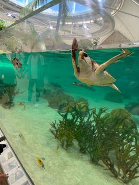 鴨川シーワールドに投稿された画像（2024/6/27）