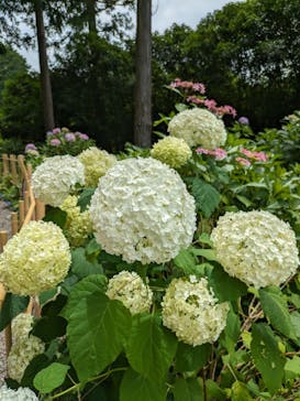 京阪電車に投稿された画像（2024/6/27）