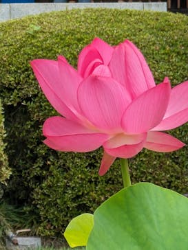 京阪電車に投稿された画像（2024/6/27）