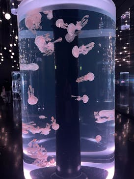 マクセル アクアパーク品川に投稿された画像（2024/6/27）