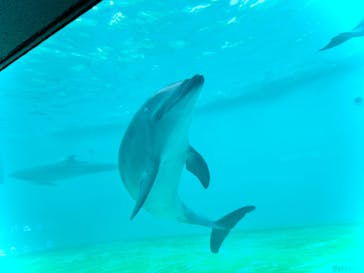 しながわ水族館に投稿された画像（2024/6/27）
