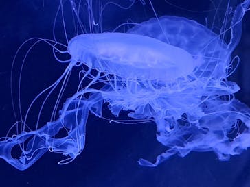 京都水族館に投稿された画像（2024/6/27）